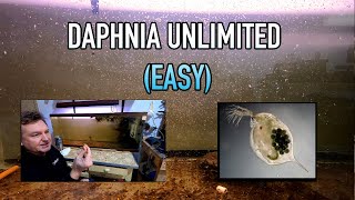 How I Raise Daphnia Water Fleas And You Can Too [upl. by Blasius]