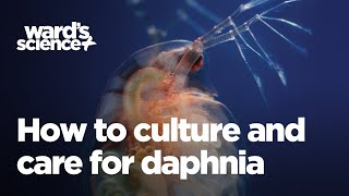 Caring and Culturing for Daphnia [upl. by Appleton195]