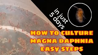 How to Culture Magna Daphnia Easily [upl. by Hatty]