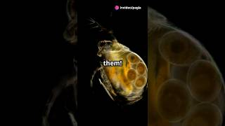 How to culture Daphnia for your Aquarium [upl. by Aneet]