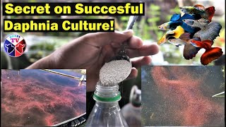 How to Culture Daphnia Successfully [upl. by Niels601]