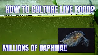 How to Culture Daphnia Secret Method to Breed MILLIONS  Simply Aquatic [upl. by Hittel]