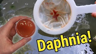 How I Culture Daphnia In Outdoor Tubs [upl. by Onihc]