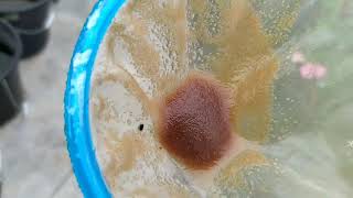 How to culture daphnia moina in a small container Part 1 English Subtitle [upl. by Novj]