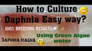 Daphnia MagnaHow to Culture Daphnia Easy wayCulturing Daphnia using Green water Daphnia [upl. by Rehpoitsirhc127]