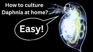 BEST Live Fish Food Beginner guide How to Culture Daphnia at home [upl. by Nor]