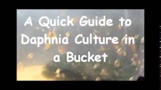 How to culture daphnia outside [upl. by Kelula]