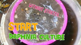 How to culture daphnia moina the easy way 1  Starting the Daphnia culture [upl. by Rosanna]