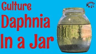 How to Culture Daphnia in a Jar [upl. by Mario]