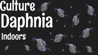 How to Culture Daphnia [upl. by Kirad]