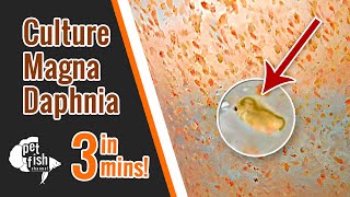 How to culture DAPHNIA MAGNA  The easy way [upl. by Sansbury]