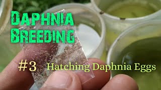 Daphnia Culture made simple and easy 3  Hatching Daphnia eggs [upl. by Trinia309]