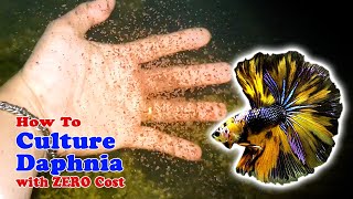 How to Culture Daphnia with ZERO Cost  Unlimited Live Food For Our Fish [upl. by Alegnave]