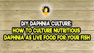 DIY Daphnia Culture How to Culture Nutritious Daphnia as Live Food for Your Fish [upl. by Eelirrem]