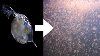 How I Culture Daphnia [upl. by Raviv]