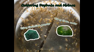 How To Culture Daphnia and Moinas using Green Water Spirulina powder [upl. by Alema]