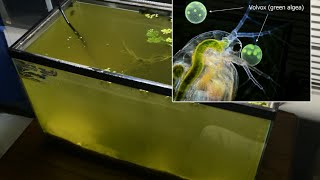 Raising Daphnia for the Freshwater Aquarium [upl. by Lena]