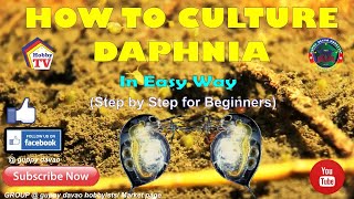 HOW TO CULTURE DAPHNIA In Easy Way [upl. by Kenny456]